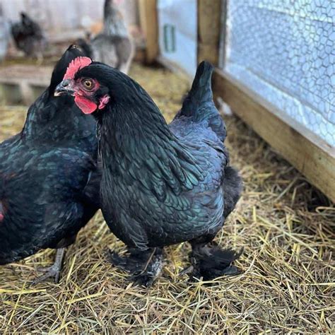 mystic maran chicken|majestic maran chickens.